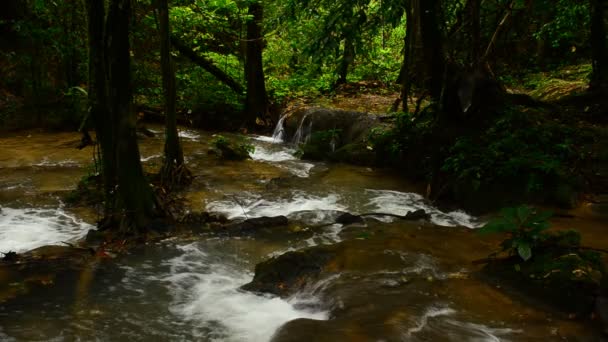 Deep forest waterfall — Stock Video