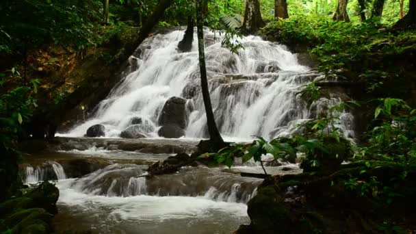 Deep forest waterfall — Stock Video