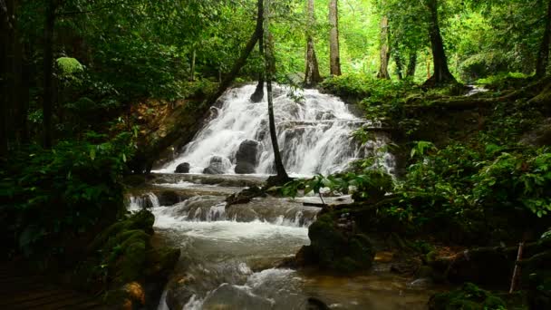 Deep forest waterfall — Stock Video