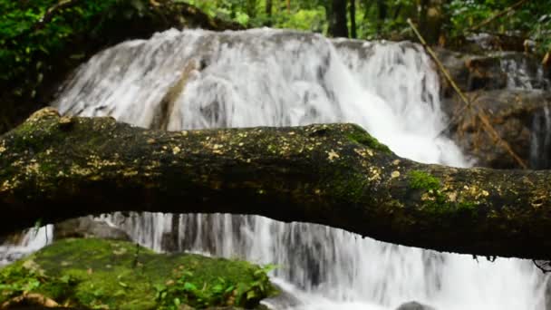 Diepe woud waterval — Stockvideo