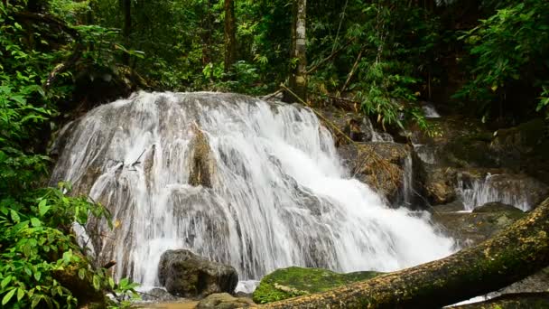 Deep forest waterfall — Stock Video