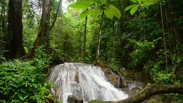 Deep forest waterfall — Stock Video