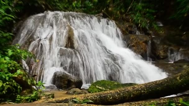 Deep forest waterfall — Stock Video