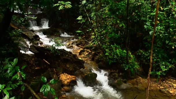 Deep forest waterfall — Stock Video