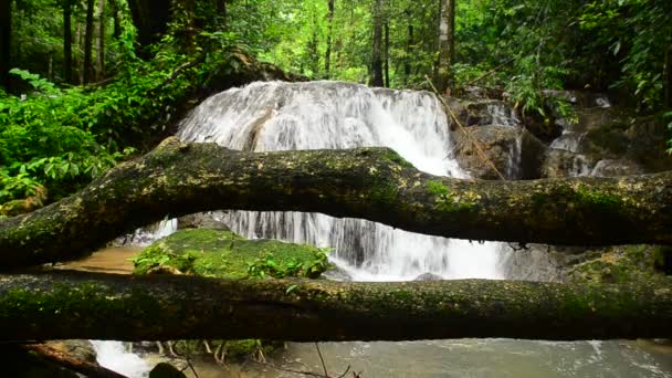 Deep forest waterfall — Stock Video