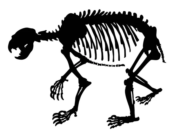 熊病媒图解的动物骨骼轮廓 — 图库矢量图片