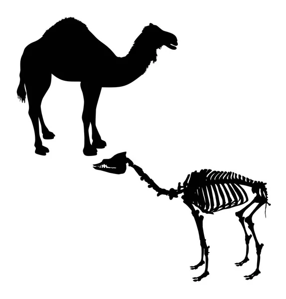 Silhouette Skeleton Animal Camel Vector Illustration — Stock Vector