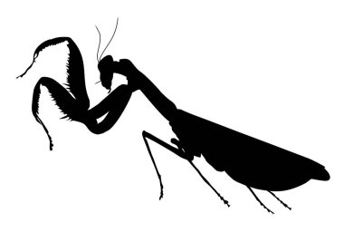 Silhouette of a mantis insect vector illustration vector Silhouette of a mantis insect vector illustration vector