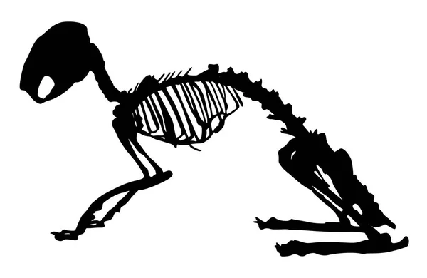 Bir Tavşan Iskeleti Çiziminin Silüeti — Stok Vektör
