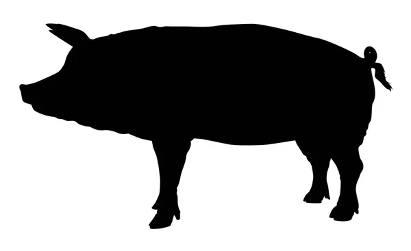 Vektorillustration Eines Schweins Silhouette Eines Tieres — Stockvektor
