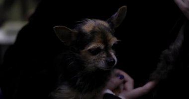 İnsan eli, yaşlı bir chihuahua köpeğini okşuyor. Yavaş çekim.