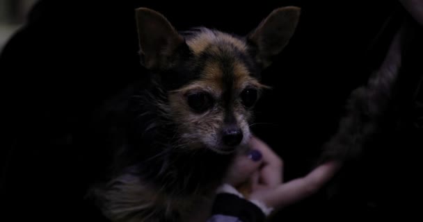 Menselijke Hand Aaien Een Oude Chihuahua Hond Langzame Beweging — Stockvideo