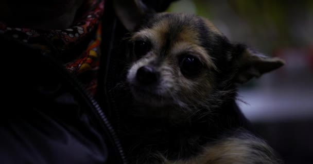 Mano Humana Acariciando Viejo Perro Chihuahua Movimiento Lento — Vídeo de stock