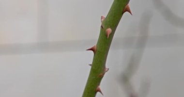 Gül sapındaki güzel kırmızı dikenlerin yakın görüntüsü. Makro video. Yavaş çekim.