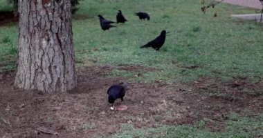 Siyah karga, uzun gagalı, gagalı ve bir kemik yutar.