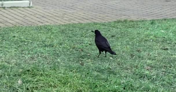 Ένα Μαύρο Κοράκι Περπατάει Μαύρο Κοράκι Περπατά Στο Πεζοδρόμιο Πετώντας — Αρχείο Βίντεο