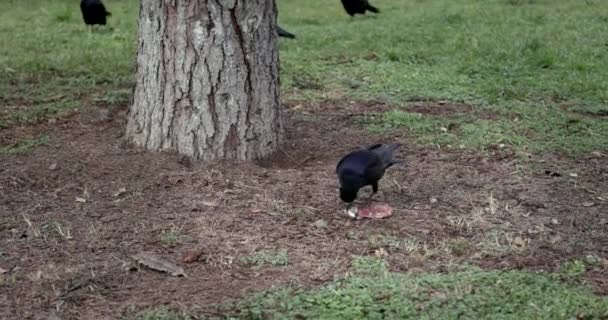 Cuervo Negro Con Pico Largo Picotea Traga Hueso — Vídeos de Stock