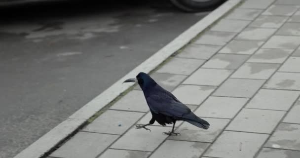 Svart Kråka Går Svart Kråka Trottoaren Flyger Iväg — Stockvideo