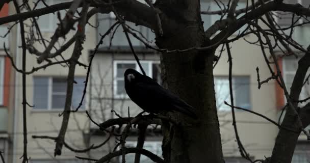 Kara Kuzgun Ağaçta Oturmuş Bir Şeyi Inceliyor Ağaç Dallarının Arasında — Stok video