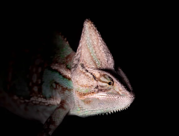 Jemen Chameleon Detailní Záběr Černém Pozadí — Stock fotografie