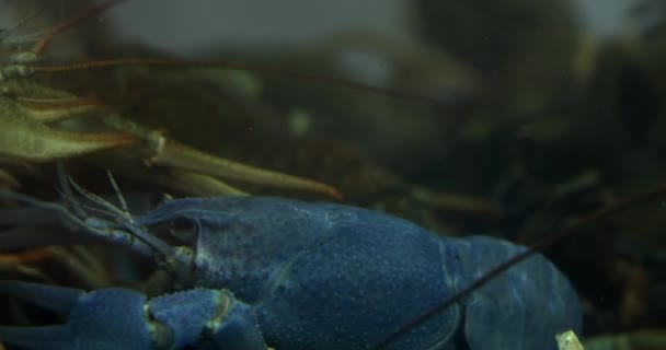 Блакитні Раки Воді Морепродукти Ресторанів — стокове відео