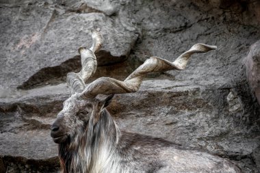 Markhor erkek kayanın üzerinde istirahat etti. Buharan markhor (Capra falconeri heptneri), Turkomen Markhor olarak da bilinir. Yaban hayatı hayvanı