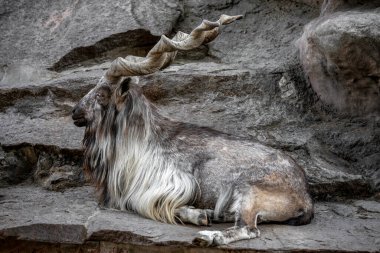 Markhor male at rest on the rock. Bukharan markhor (Capra falconeri heptneri), also known as the Turkomen Markhor. Wildlife animal clipart