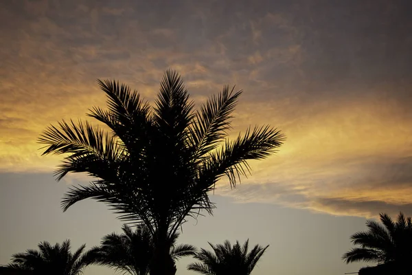 Silhouette coconut palm trees on beach at sunset. Vintage tone. Coconut palm tree at tropical coast in island beach with vintage tone.