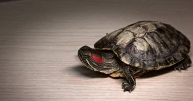 Domestic red-eared turtle Trachemys scripta runs around the table and hides its head in fear.