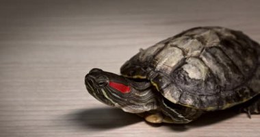Domestic red-eared turtle Trachemys scripta runs around the table and hides its head in fear.
