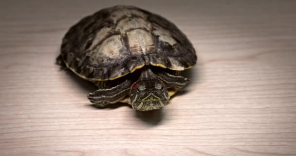 Domestic Red Eared Turtle Trachemys Scripta Runs Table Hides Its — Video Stock