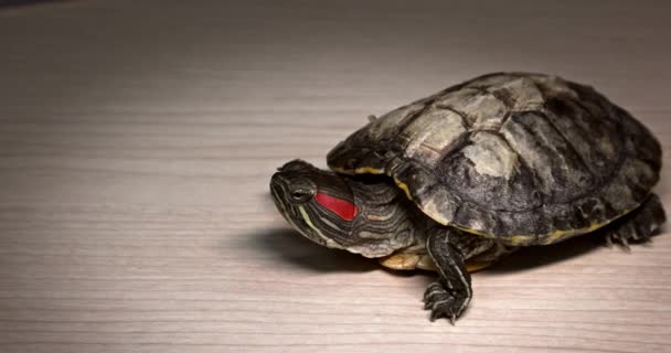 Domestic Red Eared Turtle Trachemys Scripta Runs Table Hides Its — Stok video