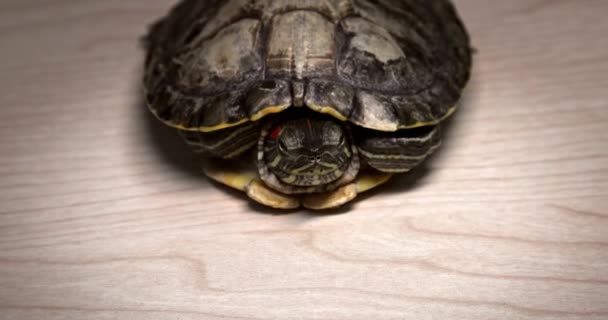 Domestic Red Eared Turtle Trachemys Scripta Runs Table Hides Its — Stockvideo