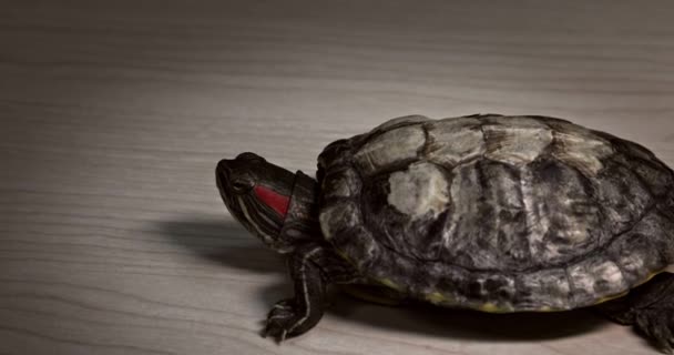 Domestic Red Eared Turtle Trachemys Scripta Runs Table Hides Its — Vídeo de Stock