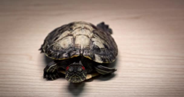 Domestic Red Eared Turtle Trachemys Scripta Runs Table Hides Its — Stok video