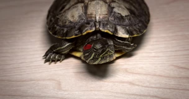 Domestic Red Eared Turtle Trachemys Scripta Runs Table Hides Its — Video Stock