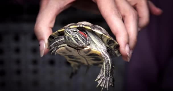 Domestic Red Eared Slider Turtle Trachemys Scripta Flaps Its Hind — Vídeo de Stock