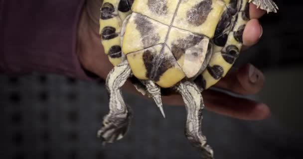 Domestic Red Eared Slider Turtle Trachemys Scripta Flaps Its Hind — Stok video