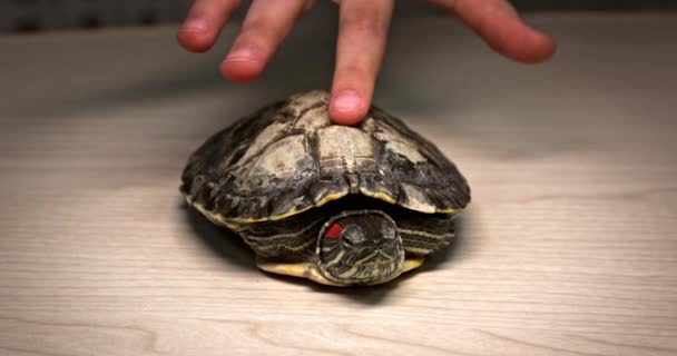 Domestic Red Eared Turtle Trachemys Scripta Runs Table Hides Its — 비디오