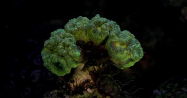 Caulastrea neon coral. Caulastrea furcata. Coral in aquarium. Undersea world. Life in a coral reef.
