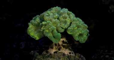 Caulastrea neon coral. Caulastrea furcata. Coral in aquarium. Undersea world. Life in a coral reef.