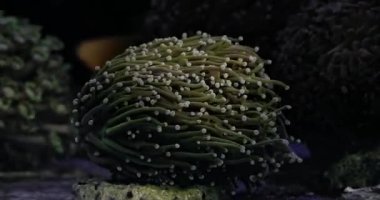 HELIOFUNGIA (ANEMONE MUSHROOM CORAL). Long tentacle disk coral, Heliofungia actiniformis. Coral in aquarium. Undersea world. Life in a coral reef.