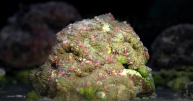 Mercan rhodactis mantarı. Akvaryumdaki mercan. Deniz altı dünyası. Mercan kayalıklarında yaşam.