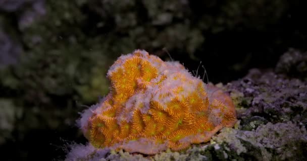 Koraal Goud Leptastrea Koraal Het Aquarium Onderzeese Wereld Leven Een — Stockvideo