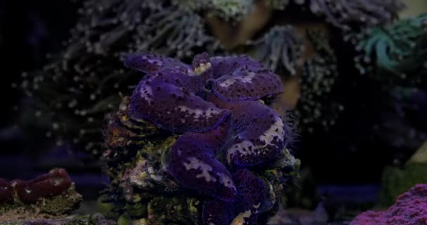 Tridacna Maxima Kolorowe Małże Izolowane Akwarium Rafowym Maksymalne Małże Tridacna — Wideo stockowe