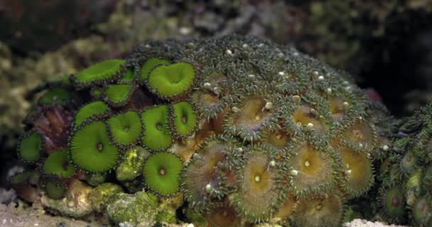 Zoanthus Polyps Coral Reef Aquarium Tank Coral Aquarium Undersea World — Stockvideo