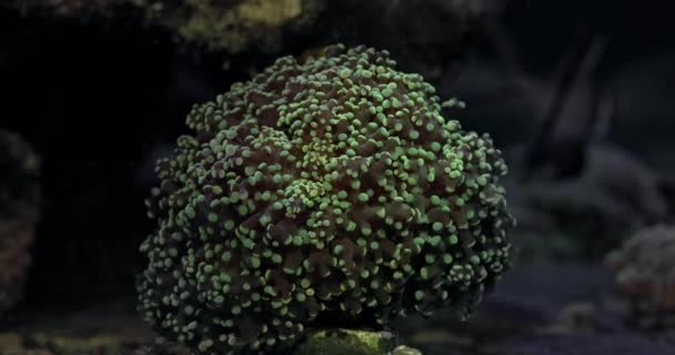 Grape Coral Euphyllia Cristata Coral Euphyllia Cristata Waving Marine Aquarium — Video Stock