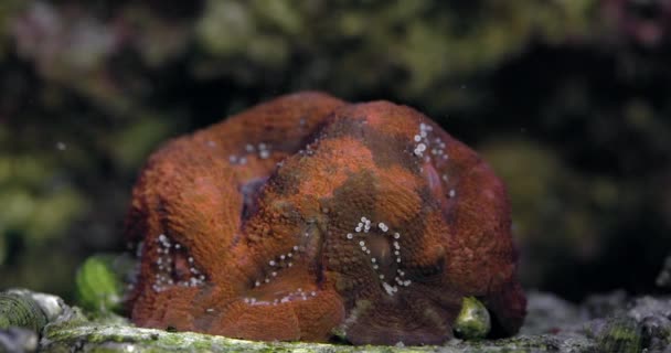 Acanthastrea Bowerbanki 수족관에 산호초 에서의 — 비디오