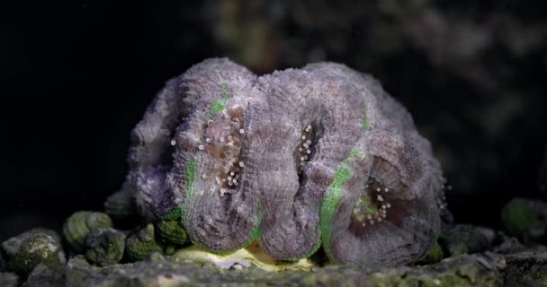 Korall Acanthastrea Bowerbanki Korall Akvarium Undervattensvärlden Livet Ett Korallrev — Stockvideo