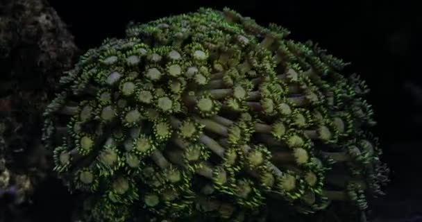 Koraal Goniopora Groen Koraal Het Aquarium Onderzeese Wereld Leven Een — Stockvideo